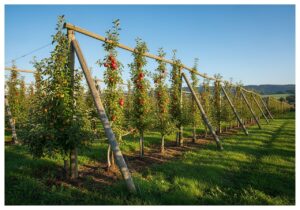 Tradiční sady s jabloněmi na dřevěných rámech v ranním světle na venkovské krajině